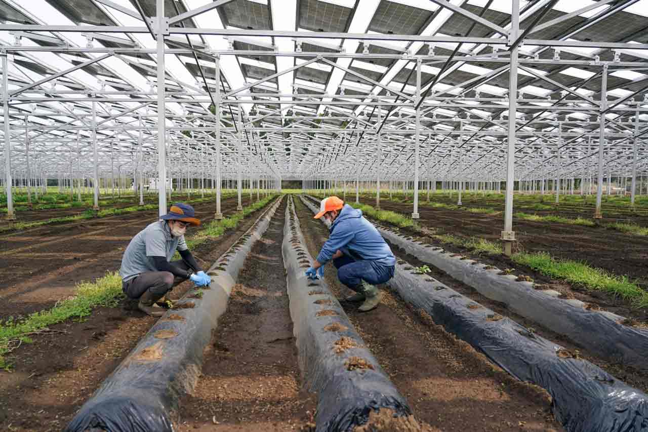 مزایای آگری‌ولتاییک‌ها